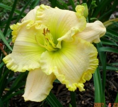 Photo of Daylily (Hemerocallis 'Pansy Yellow') uploaded by Sscape