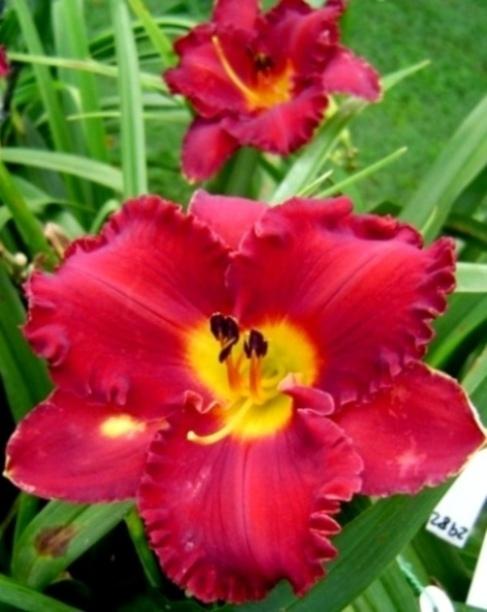 Photo of Daylily (Hemerocallis 'Paint the Town Red') uploaded by Sscape