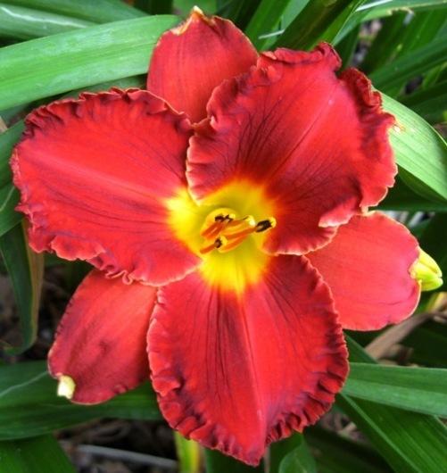 Photo of Daylily (Hemerocallis 'Paint the Town Red') uploaded by Sscape