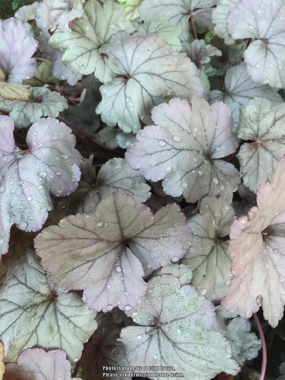 Photo of Coral Bells (Heuchera 'Stainless Steel') uploaded by clintbrown