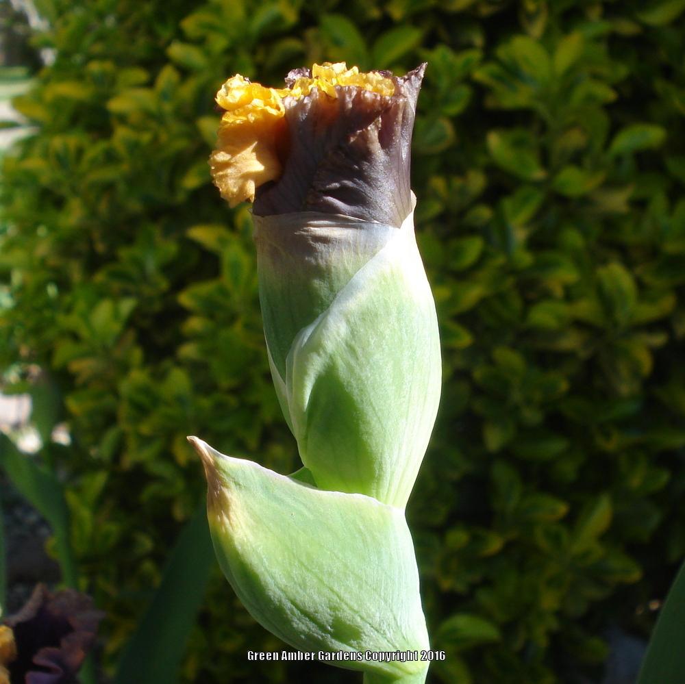 Photo of Tall Bearded Iris (Iris 'Hollywood Lights') uploaded by lovemyhouse