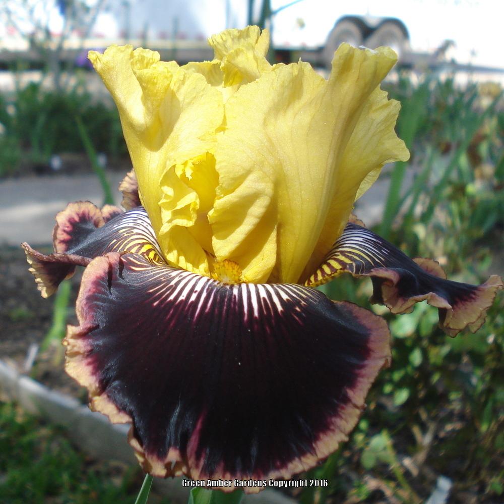 Photo of Tall Bearded Iris (Iris 'Indulgence') uploaded by lovemyhouse