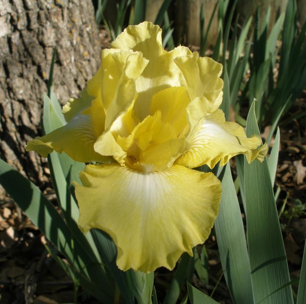 Photo of Intermediate Bearded Iris (Iris 'Lemon Pop') uploaded by needrain