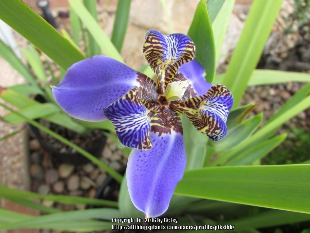 Photo of Giant Apostles' Iris (Trimezia coerulea 'Regina') uploaded by piksihk
