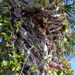 Location: Winter Springs, FL zone 9b
Date: 2013-07-05
Plant growing in a palm tree on Sanibel Island, FL
