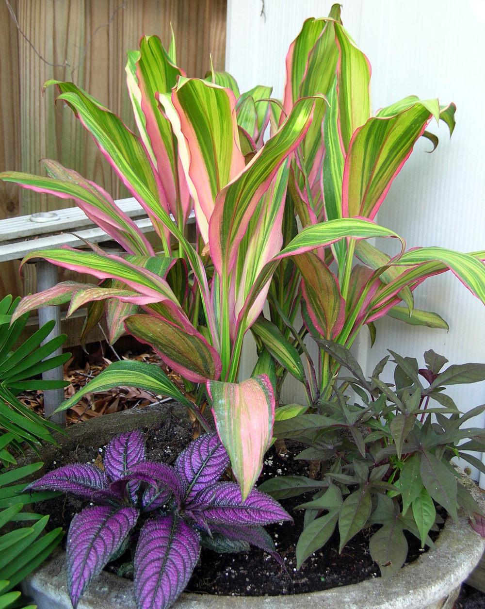 Photo of Ti Plant (Cordyline fruticosa 'Kiwi') uploaded by sunkissed