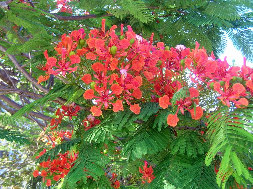 Photo of Royal Poinciana (Delonix regia) uploaded by sunkissed