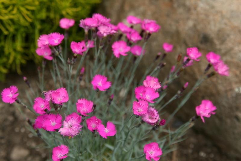 Photo of Cheddar Pink (Dianthus gratianopolitanus 'Feuerhexe') uploaded by Calif_Sue