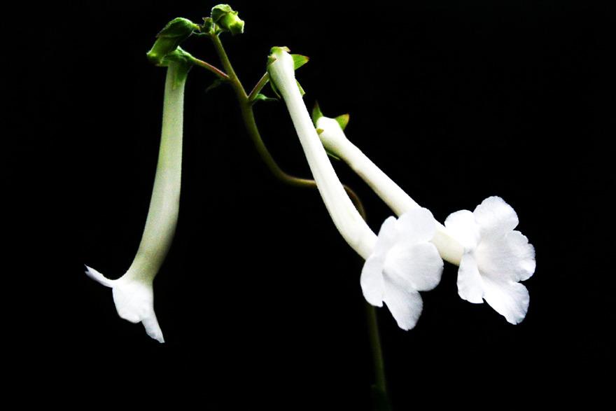 Photo of Hardy White Gloxinia (Sinningia tubiflora) uploaded by GrammaChar