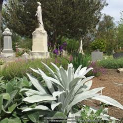 Location: Hamilton Square Garden, Historic City Cemetery, Sacramento CA.
Date: 2016-04-07
Zone 9b. 'Beautiful Grey' fits this upright, long leaved Stachys.