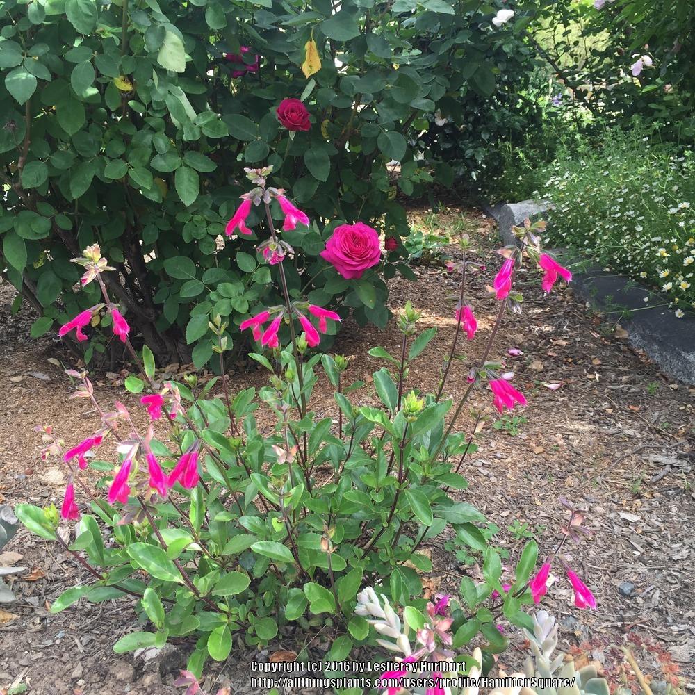 Photo of Buchanan's Sage (Salvia buchananii) uploaded by HamiltonSquare