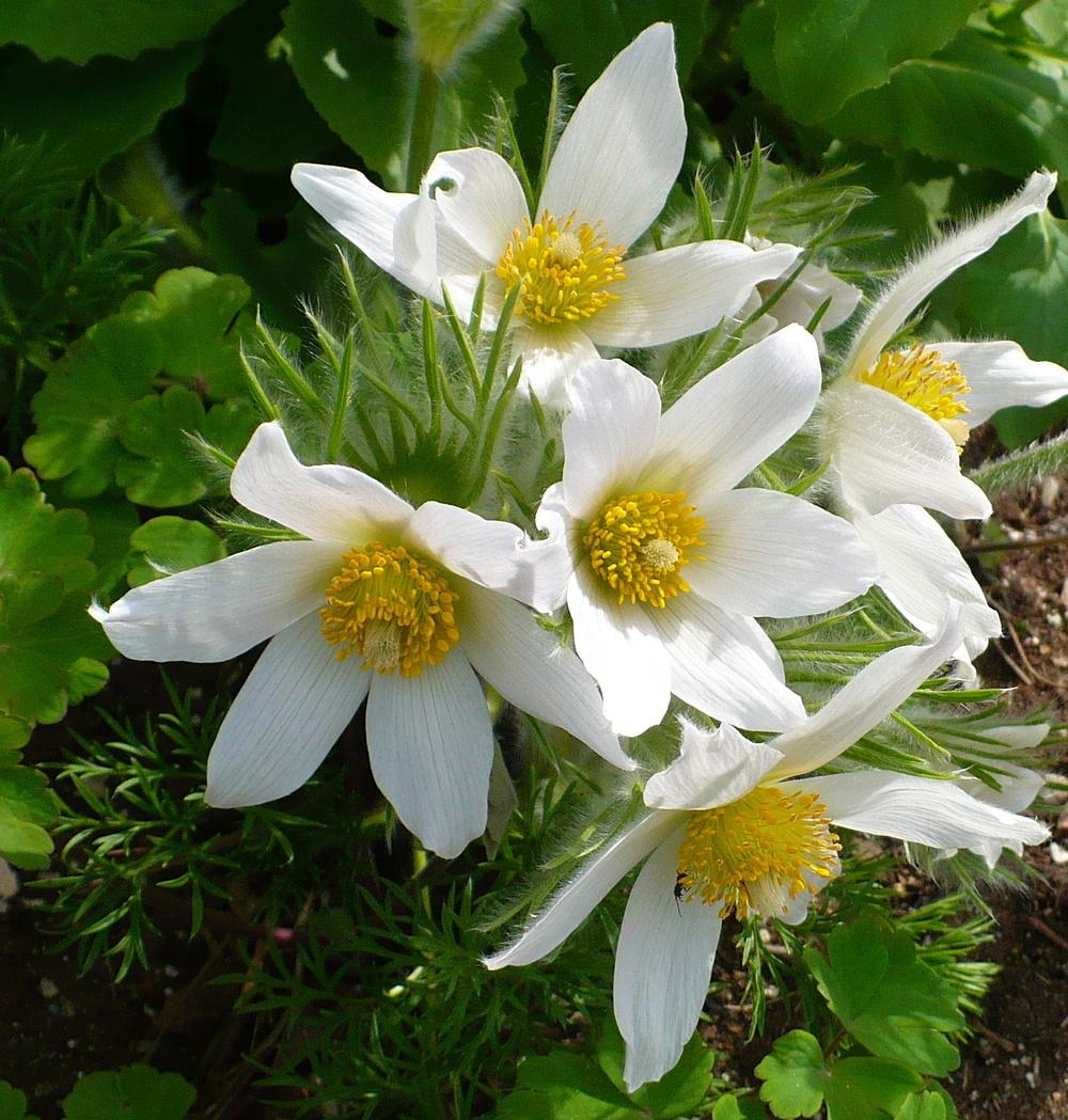 Photo of Pasque Flower (Pulsatilla vulgaris 'Alba') uploaded by HemNorth