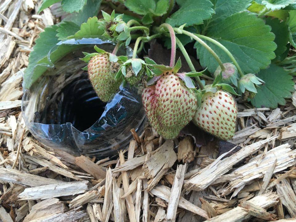 Photo of Strawberry (Fragaria x ananassa 'Eversweet') uploaded by Kevs