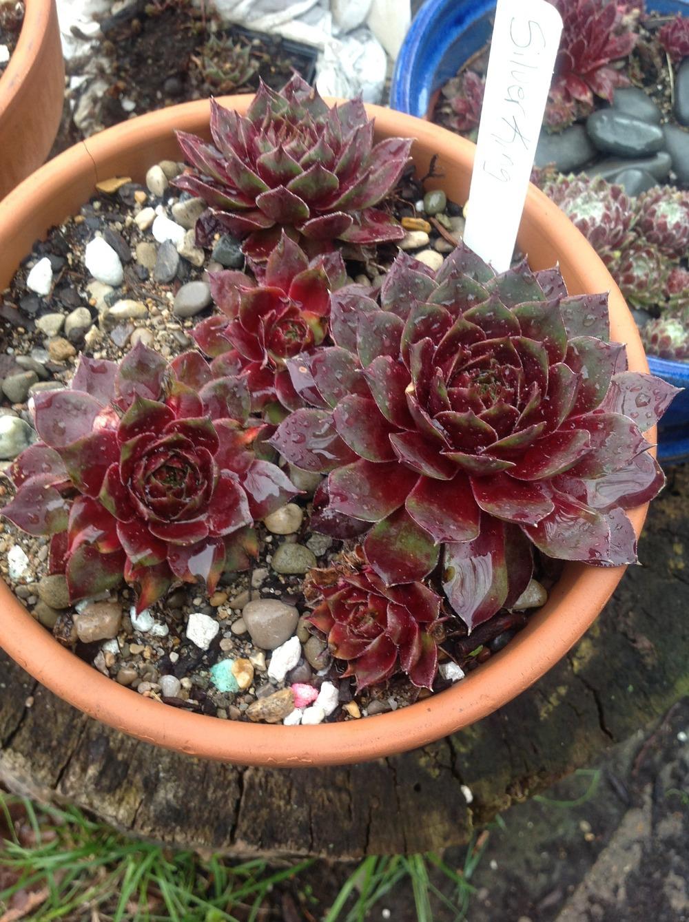 Photo of Hen and Chicks (Sempervivum 'Silver King') uploaded by Lilydaydreamer