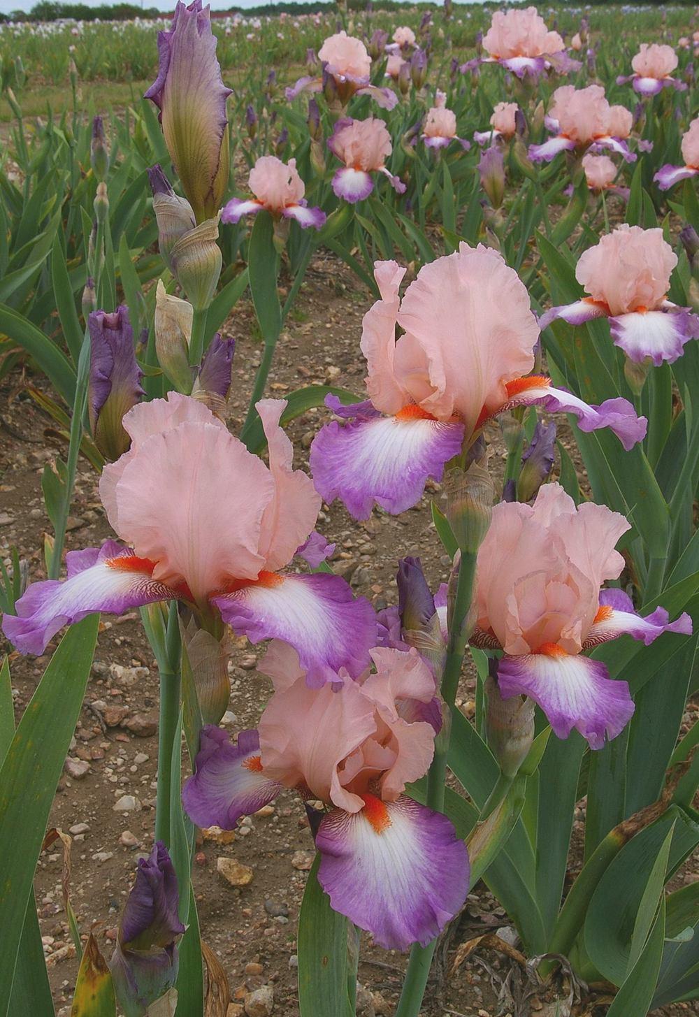 Photo of Tall Bearded Iris (Iris 'Poesie') uploaded by Misawa77