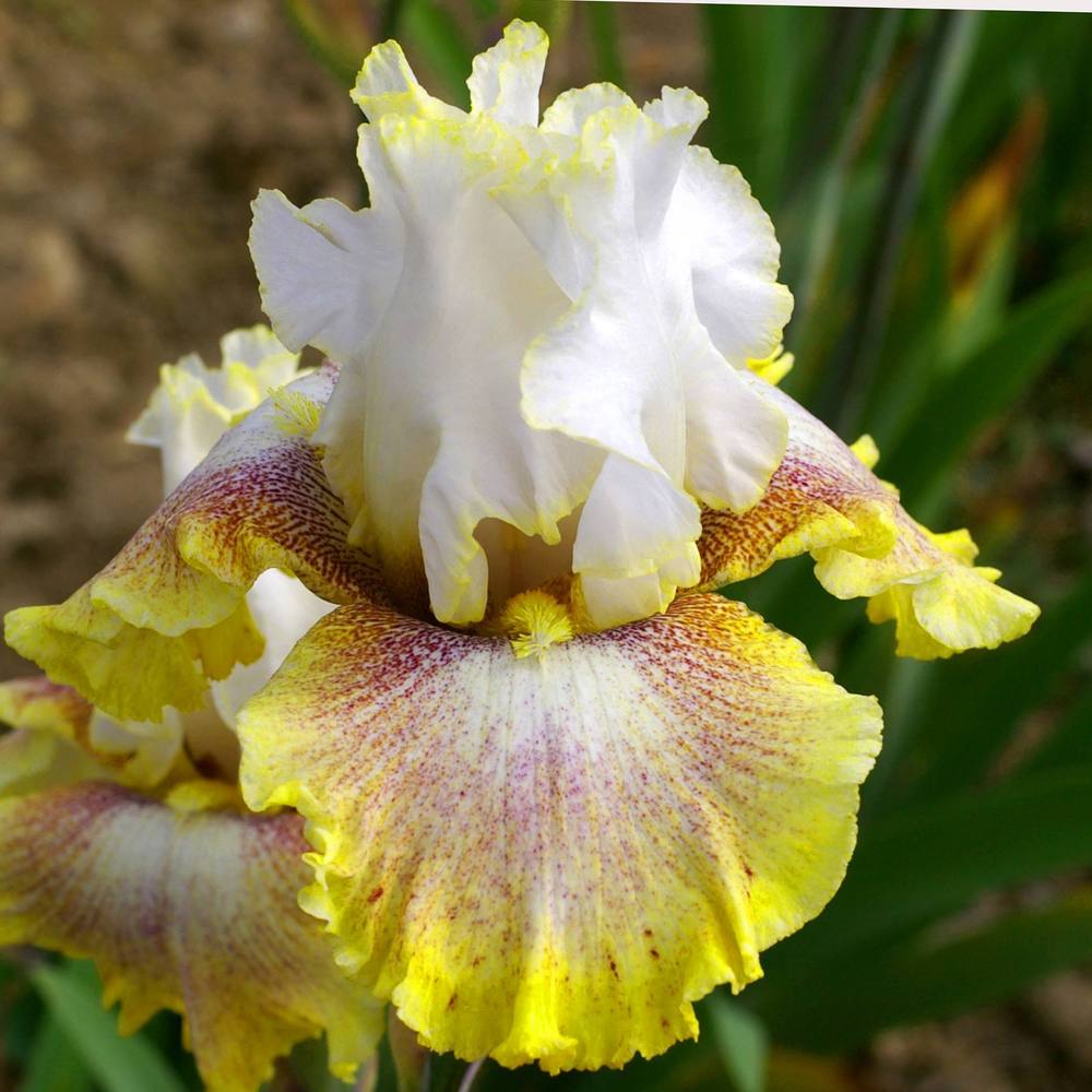 Photo of Tall Bearded Iris (Iris 'Ring Around Rosie') uploaded by Misawa77