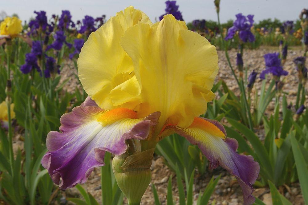 Photo of Tall Bearded Iris (Iris 'Petit Caprice') uploaded by Misawa77