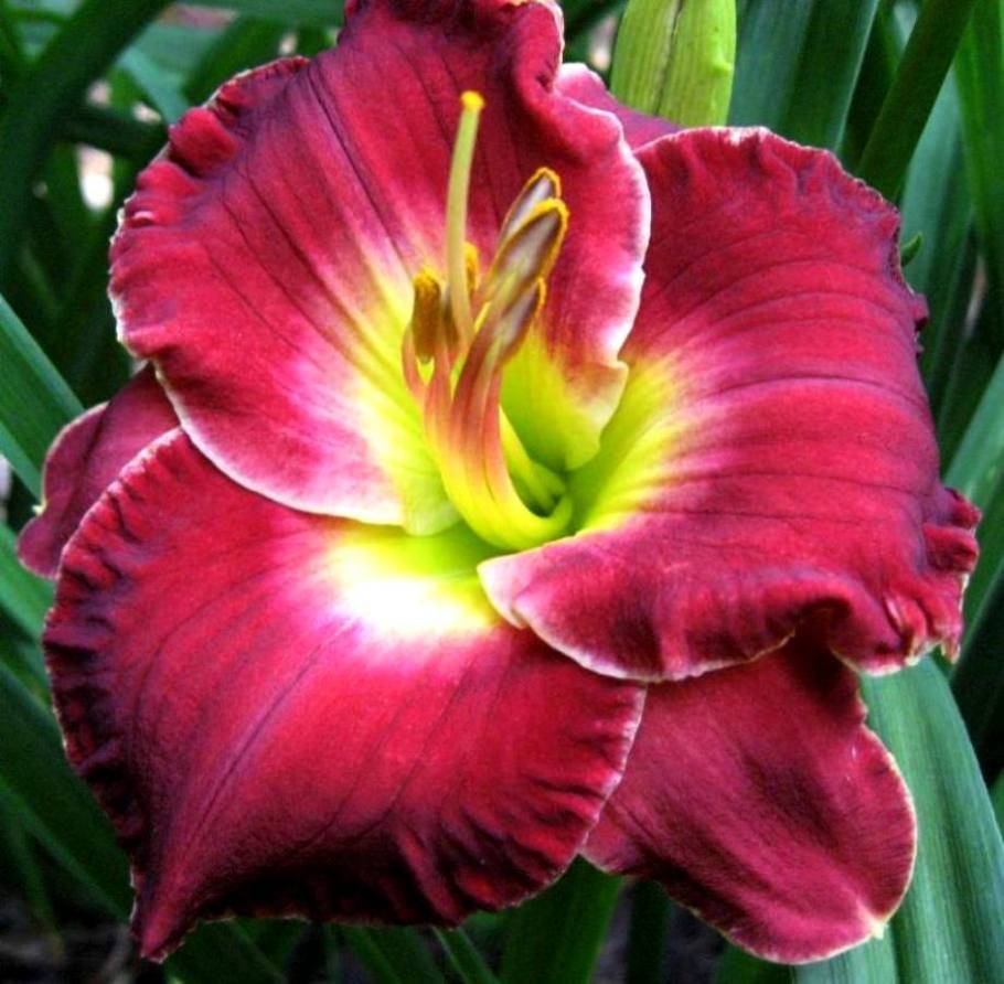 Photo of Daylily (Hemerocallis 'Passion in Paris') uploaded by Sscape