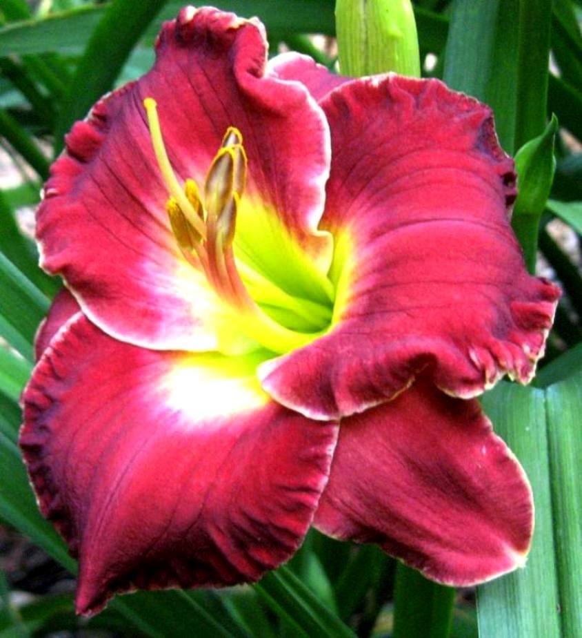 Photo of Daylily (Hemerocallis 'Passion in Paris') uploaded by Sscape