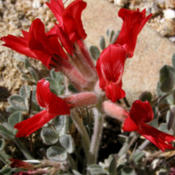 Scarlet milkvetch (Astragalus coccineus) in bloom on a ridgetop a