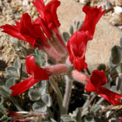 Location: Lost Palms Oasis Trail, Joshua Tree National Park, CA
Date: 2005-03-12
Scarlet milkvetch (Astragalus coccineus) in bloom on a ridgetop a