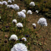 Bluehead gilia (Gilia capitata subsp. abrotanifolia) blooming in 
