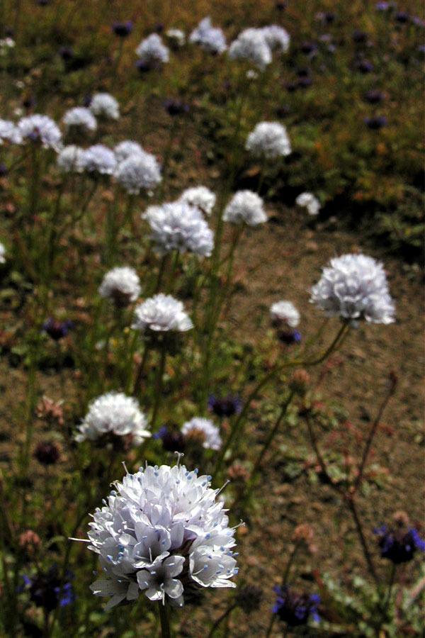 Photo of Bluehead Gilia (Gilia capitata subsp. abrotanifolia) uploaded by Wayfinder_73