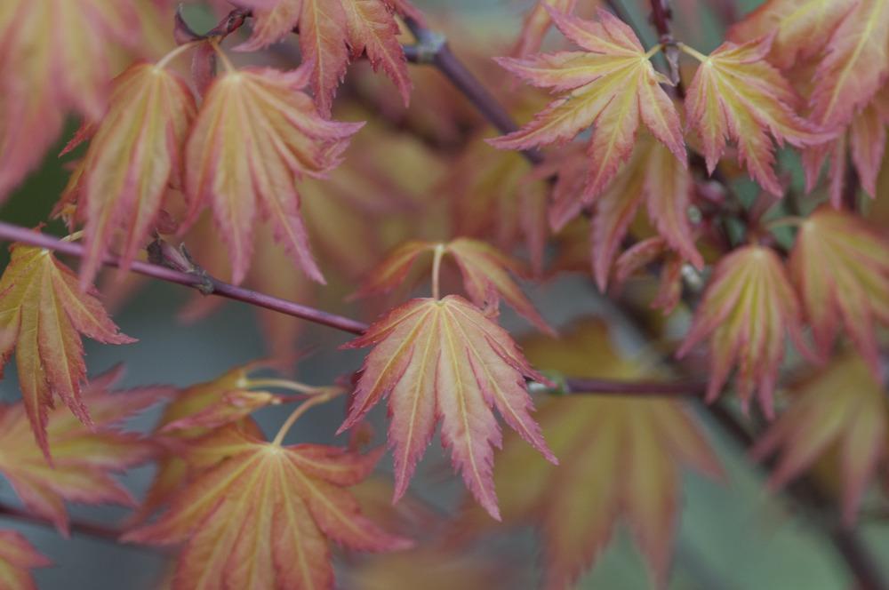 Photo of Japanese Maple (Acer palmatum 'Orange Dream') uploaded by cliftoncat