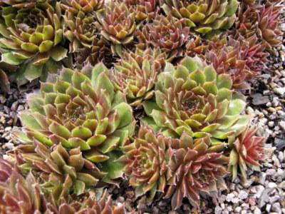 Photo of Hen and Chicks (Sempervivum 'Ohu om Ohu') uploaded by goldfinch4