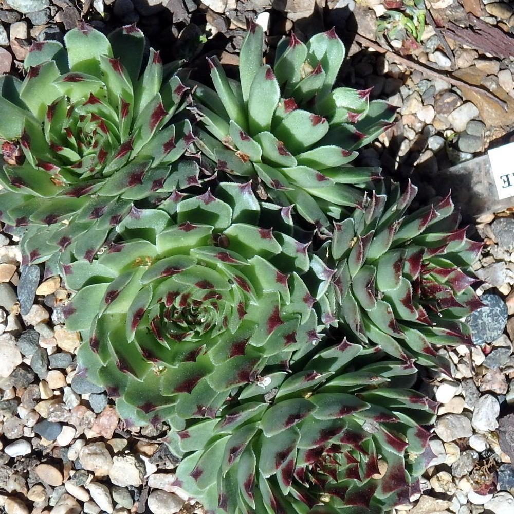 Photo of Hen and Chicks (Sempervivum calcareum 'Sir William Lawrence') uploaded by stilldew