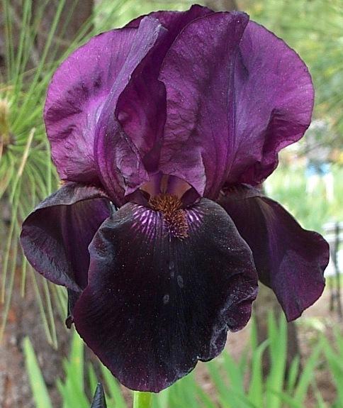 Photo of Tall Bearded Iris (Iris 'Sable Night') uploaded by Calif_Sue