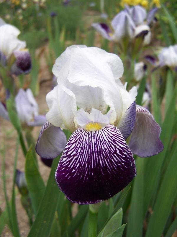 Photo of Tall Bearded Iris (Iris 'Tristram') uploaded by Calif_Sue