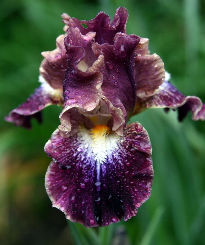 Photo of Intermediate Bearded Iris (Iris 'Micro Burst') uploaded by Calif_Sue