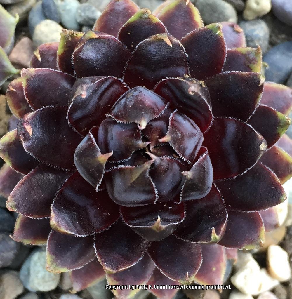 Photo of Hen and Chicks (Sempervivum 'Patent Leather Shoes') uploaded by Patty