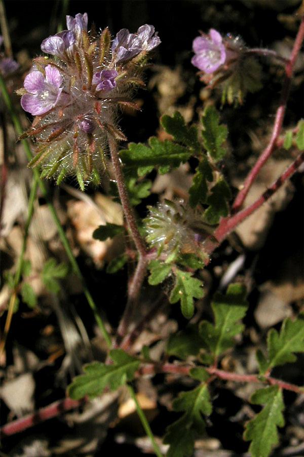 Photo of Hiddenflower Phacelia (Phacelia cryptantha) uploaded by Wayfinder_73