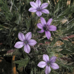 Location: Mecca Hills, CA
Date: 2008-03-07
Great Basin langloisia (Langloisia setosissima subsp. setosissima