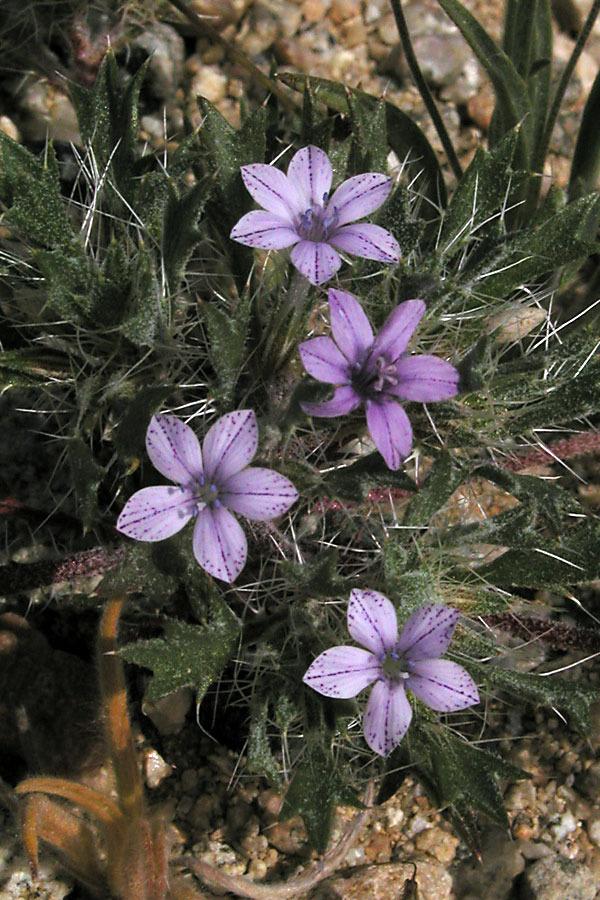 Photo of Langloisia setosissima subsp. setosissima uploaded by Wayfinder_73