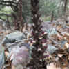 Rock Creek broomrape (Orobanche valida subsp. valida) along the t