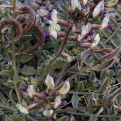 Location: Death Valley National Park, CA
Date: 2009-04-11
Widow's milkvetch (Astragalus layneae) in bloom at an elevation o