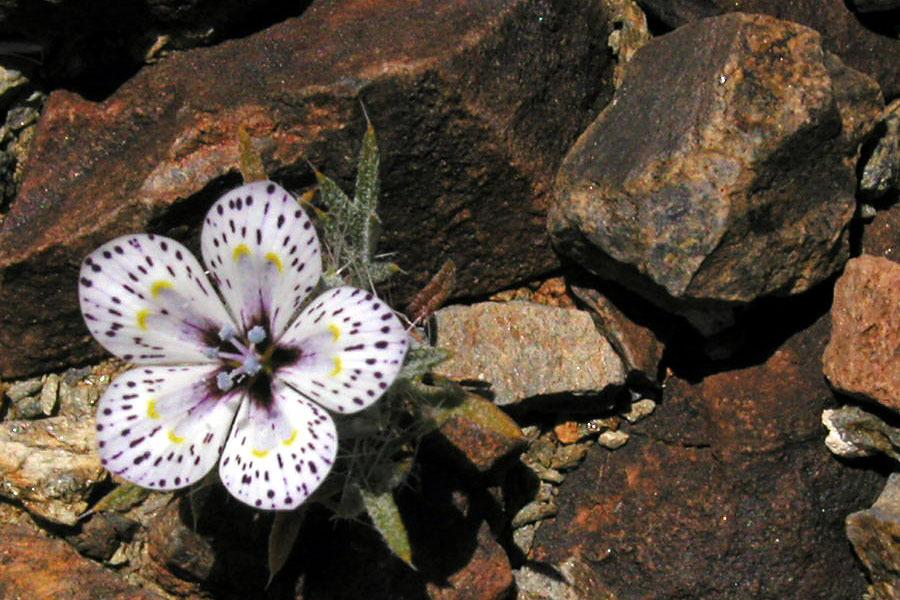 Photo of Great Basin langloisia (Langloisia setosissima subsp. punctata) uploaded by Wayfinder_73