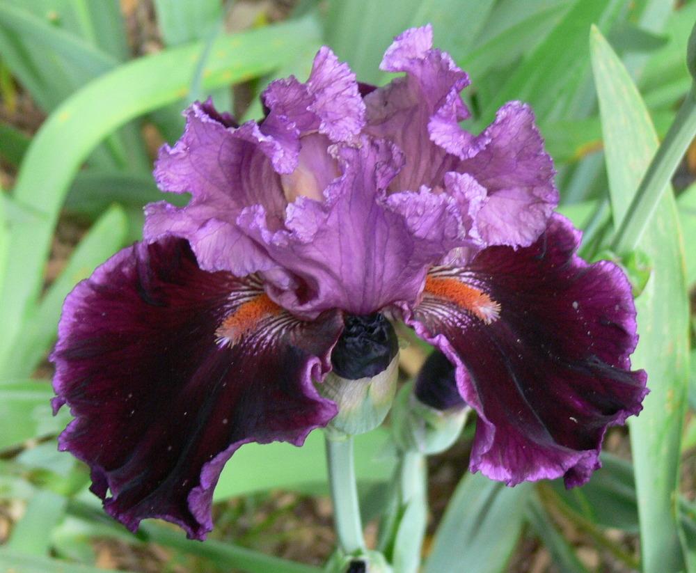 Photo of Tall Bearded Iris (Iris 'Accessible') uploaded by janwax