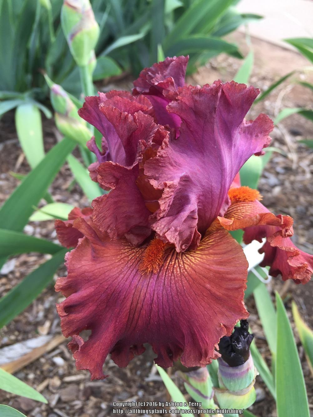 Photo of Tall Bearded Iris (Iris 'Ready for My Closeup') uploaded by kidfishing