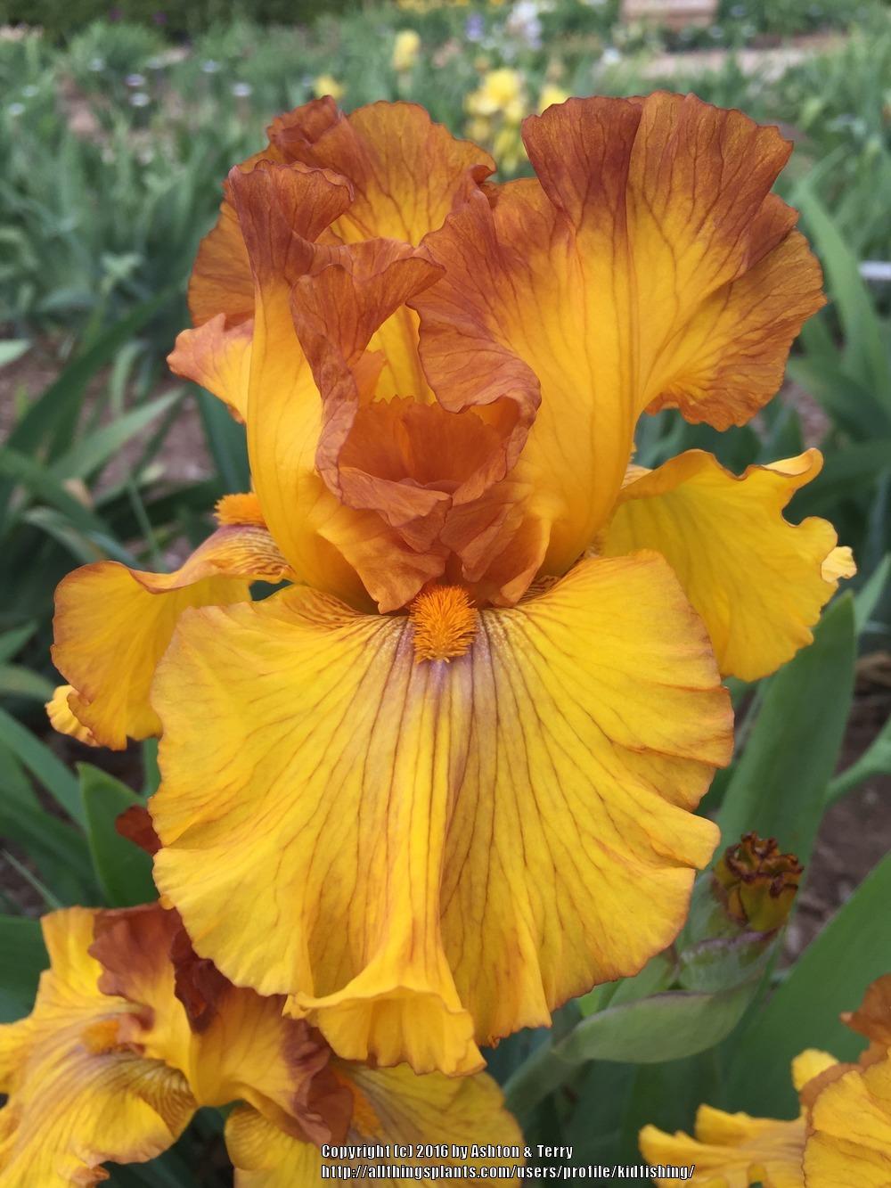 Photo of Tall Bearded Iris (Iris 'Spice Trader') uploaded by kidfishing