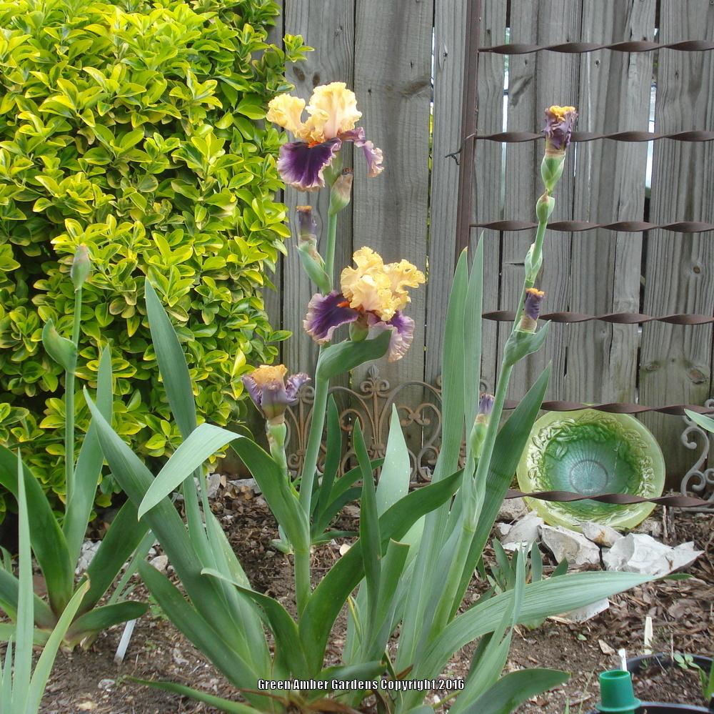 Photo of Tall Bearded Iris (Iris 'Hollywood Lights') uploaded by lovemyhouse