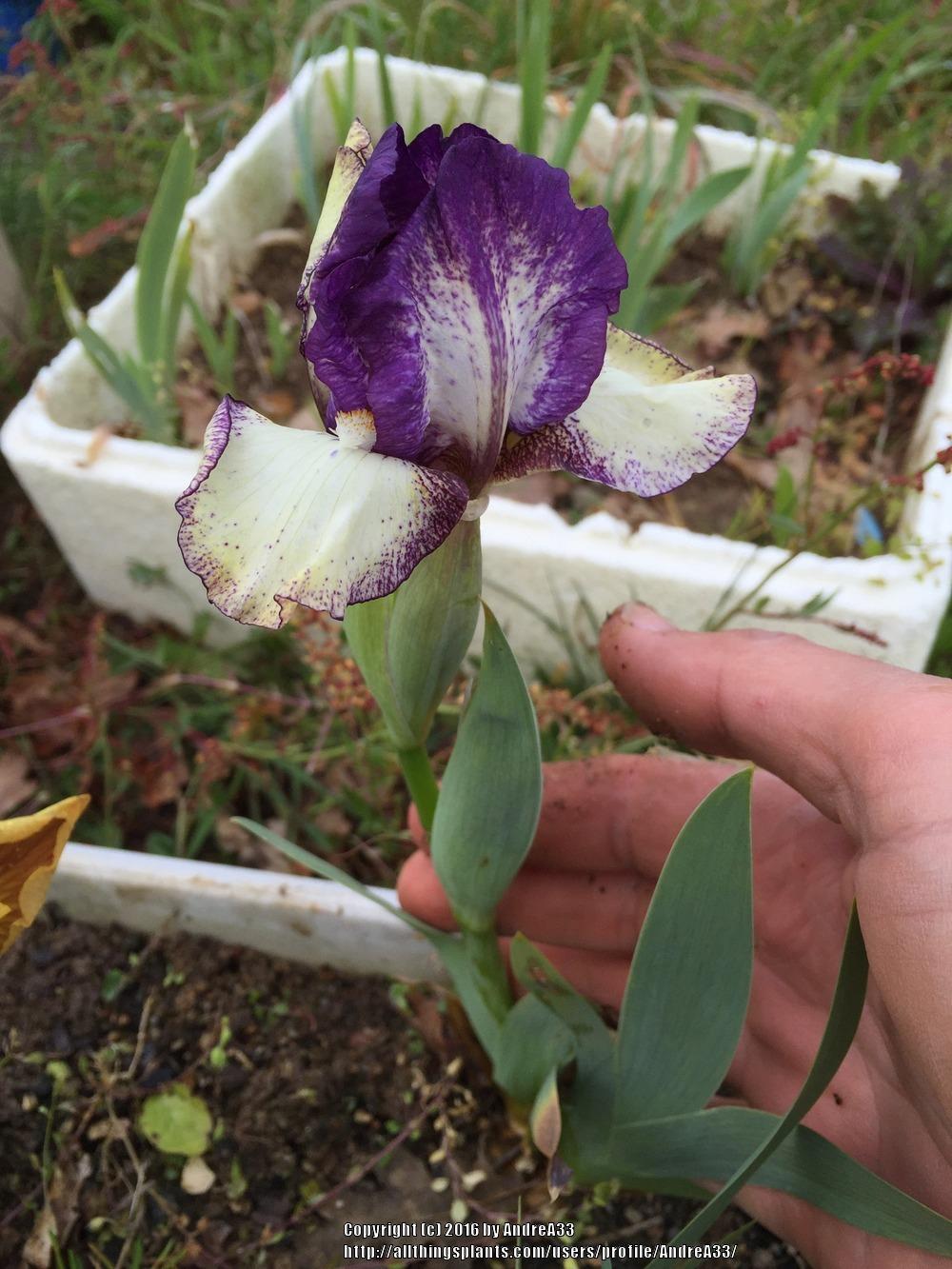 Photo of Standard Dwarf Bearded Iris (Iris 'Pal Sam') uploaded by AndreA33