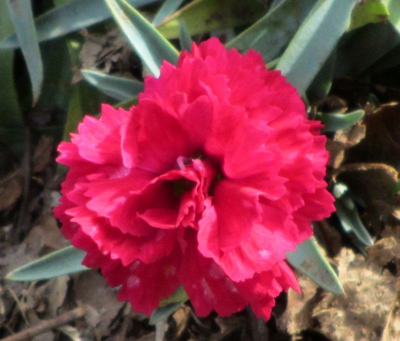 Photo of Border Pinks (Dianthus Early Bird™ Radiance) uploaded by Bloombuddie