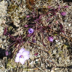 Location: Nora's Garden - Castlegar BC
Date: 2016-04-07
 3:36 pm. Leaves and flowers just emerging.
