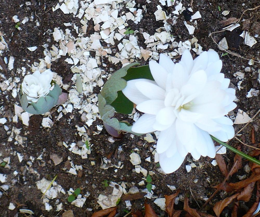 Photo of Bloodroot (Sanguinaria canadensis 'Multiplex') uploaded by HemNorth