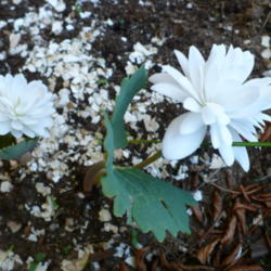 Location: Nora's Garden - Castlegar BC
Date: 2016-04-09
 A day later, both blossoms are out. Broken eggshell mulch to rep