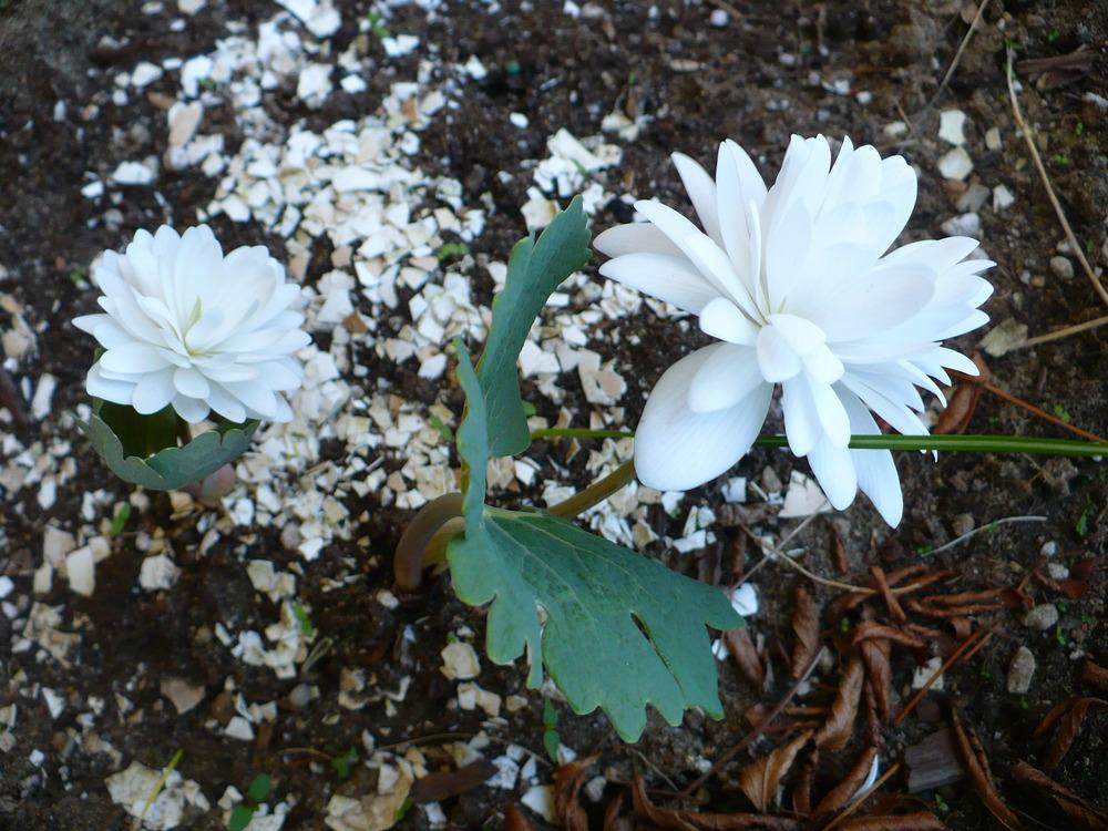 Photo of Bloodroot (Sanguinaria canadensis 'Multiplex') uploaded by HemNorth